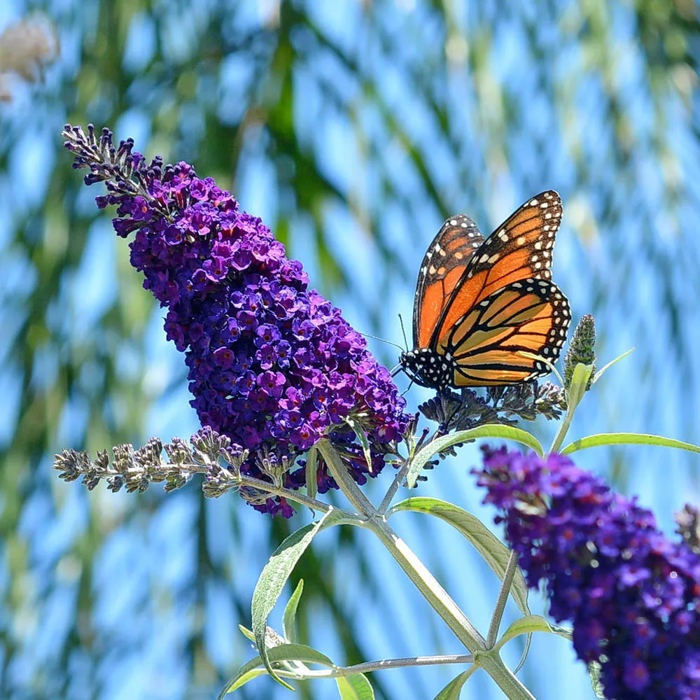 9 Butterfly Bush Varieties For Blooms From Summer Through Autumn -  Landscaping Idaho falls